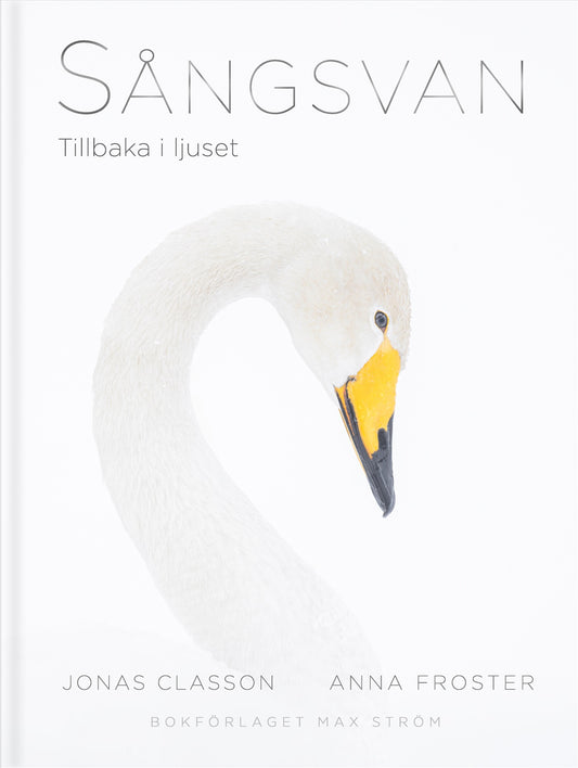 Sångsvan